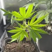 Permanent Marker - MicroGrow 26