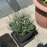 RS#11 - Outdoor 25