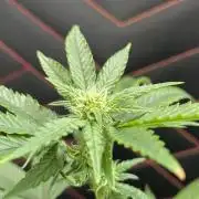 Permanent Marker - MicroGrow 26