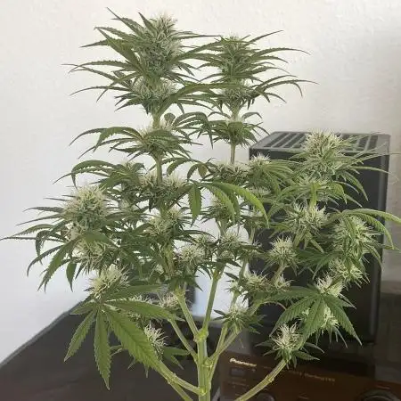Sweet Afgani Delicious F1 - MicroGrow