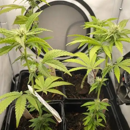 Cereal Milk - Micro Grow