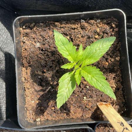 White Rhino Auto - Outdoor 25