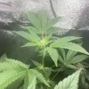 Blue Lobster - MicroGrow