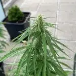 White Widow Auto - Outdoor 25