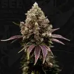 Zour Gum - Micro Grow