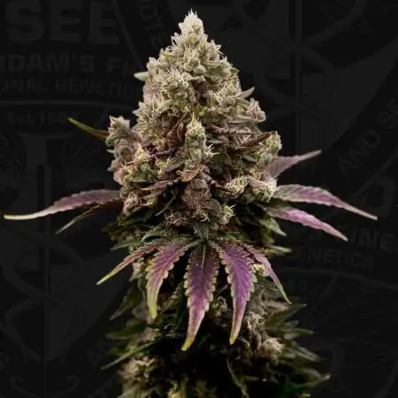 Zour Gum - Micro Grow