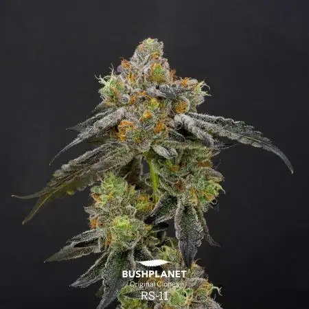 RS#11 - MicroGrow