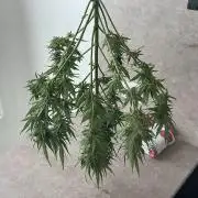 Super Boof XL Auto - Outdoor 26