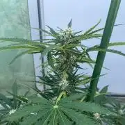 Super Boof XL Auto - Outdoor 26