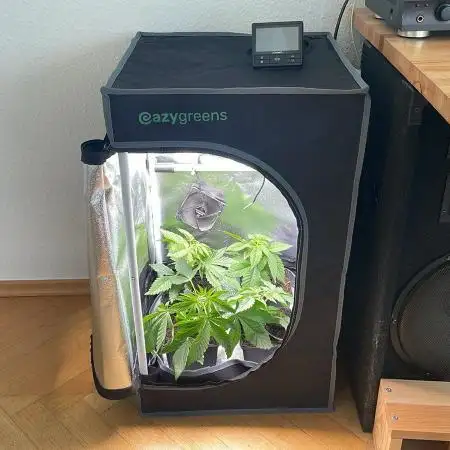 Sweet Afgani Delicious F1 - MicroGrow