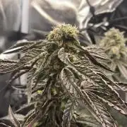 Permanent Marker - Micro Grow