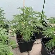 Permanent Marker XL Auto #2 - Outdoor 26