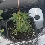RS#11 - Outdoor 25