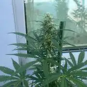 Candy Apples Auto - Outdoor 26