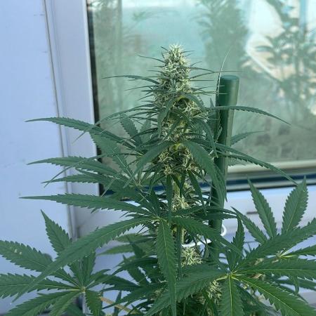 Candy Apples Auto - Outdoor 26