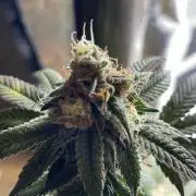 Zoap - MicroGrow
