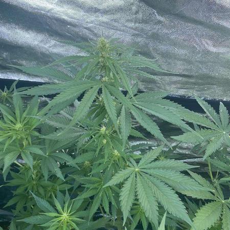 Blueberry Candiez Auto - Outdoor 25