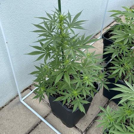Candy Apples Auto - Outdoor 26
