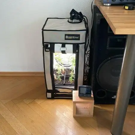 OG Kush - Micro Grow