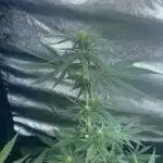 Super Skunk Auto - Outdoor 25