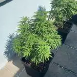 Cereal Milk - Outdoor 25