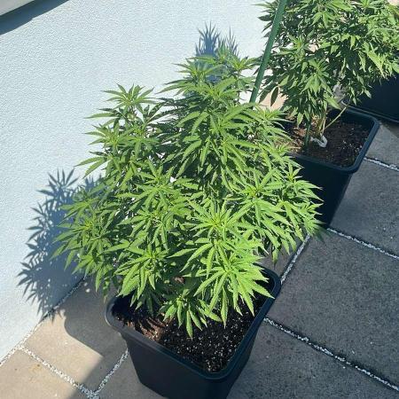 Cereal Milk - Outdoor 25