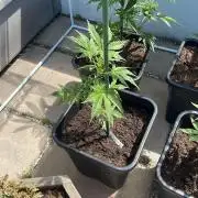 Cream Mandarine XL Auto - Outdoor 26
