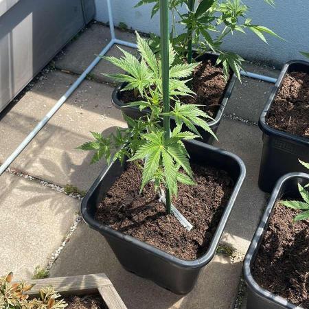 Cream Mandarine XL Auto - Outdoor 26