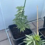 Hash Burger #LeaflyStrain25 - Outdoor 26