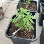 Super Boof XL Auto - Outdoor 26