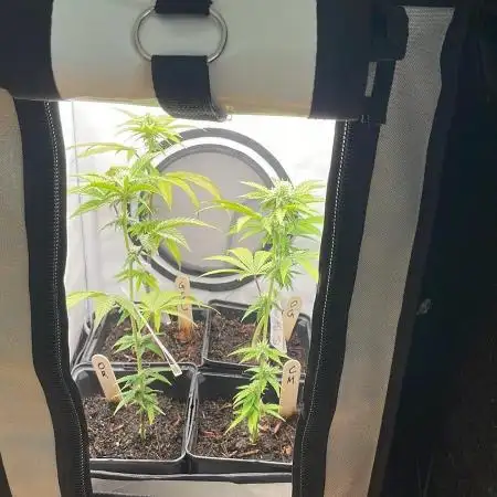 GSC - Micro Grow