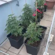 Hash Burger #LeaflyStrain25 - Outdoor 26