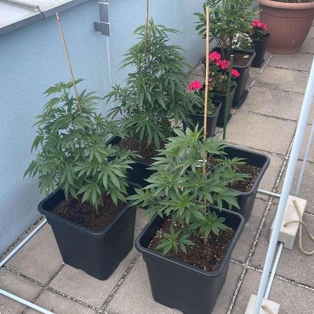 Hash Burger #LeaflyStrain25 - Outdoor 26