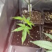 Super Boof - MicroGrow