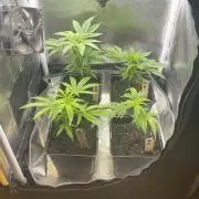 Prism Marker - MicroGrow