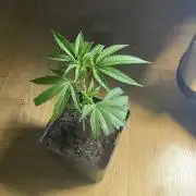 Permanent Marker - MicroGrow 26