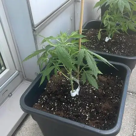 Permanent Marker XL Auto #2 - Outdoor 26