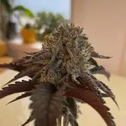Oreoz - Micro Grow