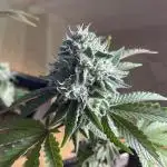 Cereal Milk - Micro Grow