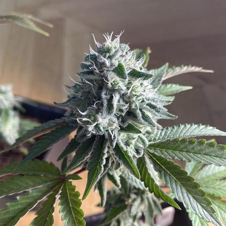 Cereal Milk - Micro Grow