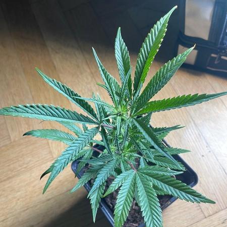 Cap Junky - Micro Grow