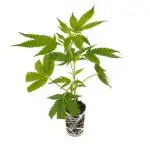 Permanent Marker - Micro Grow