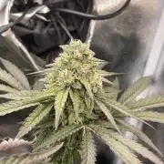 Hollywood - Micro Grow
