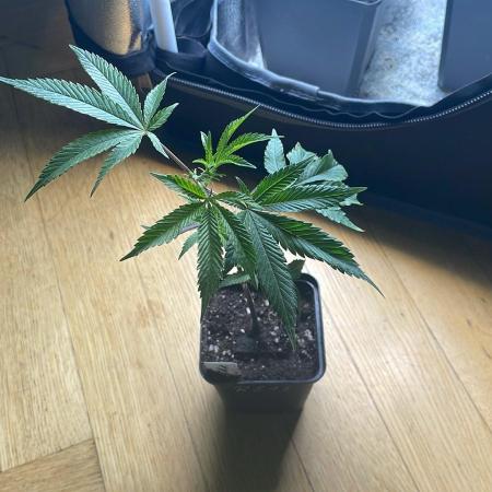 RS#11 - MicroGrow