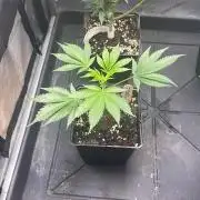 Hash Burger #leafly2025 - MicroGrow