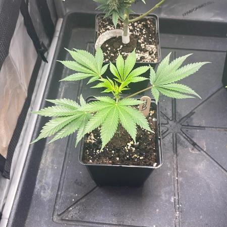 Hash Burger #leafly2025 - MicroGrow