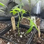 Blue Lobster - MicroGrow