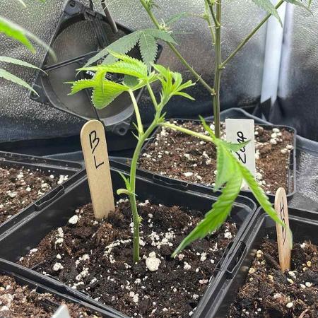 Blue Lobster - MicroGrow