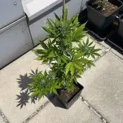 Gorilla Girl XL Auto - Outdoor 25