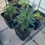 Cereal Milk - Outdoor 26